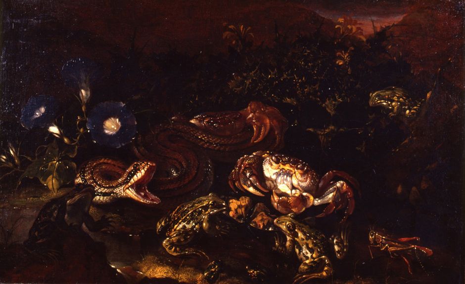 Paolo Porpora (1617-1673) - Sous-bois avec liserons, serpent, grenouilles, seiche, grillon et crabe, 1650-1660 - Huile sur bois, 34.5 x 54.5 cm - Musée des beaux-arts de Quimper © Musée des beaux-arts de Quimper (Voir légende ci-après)
