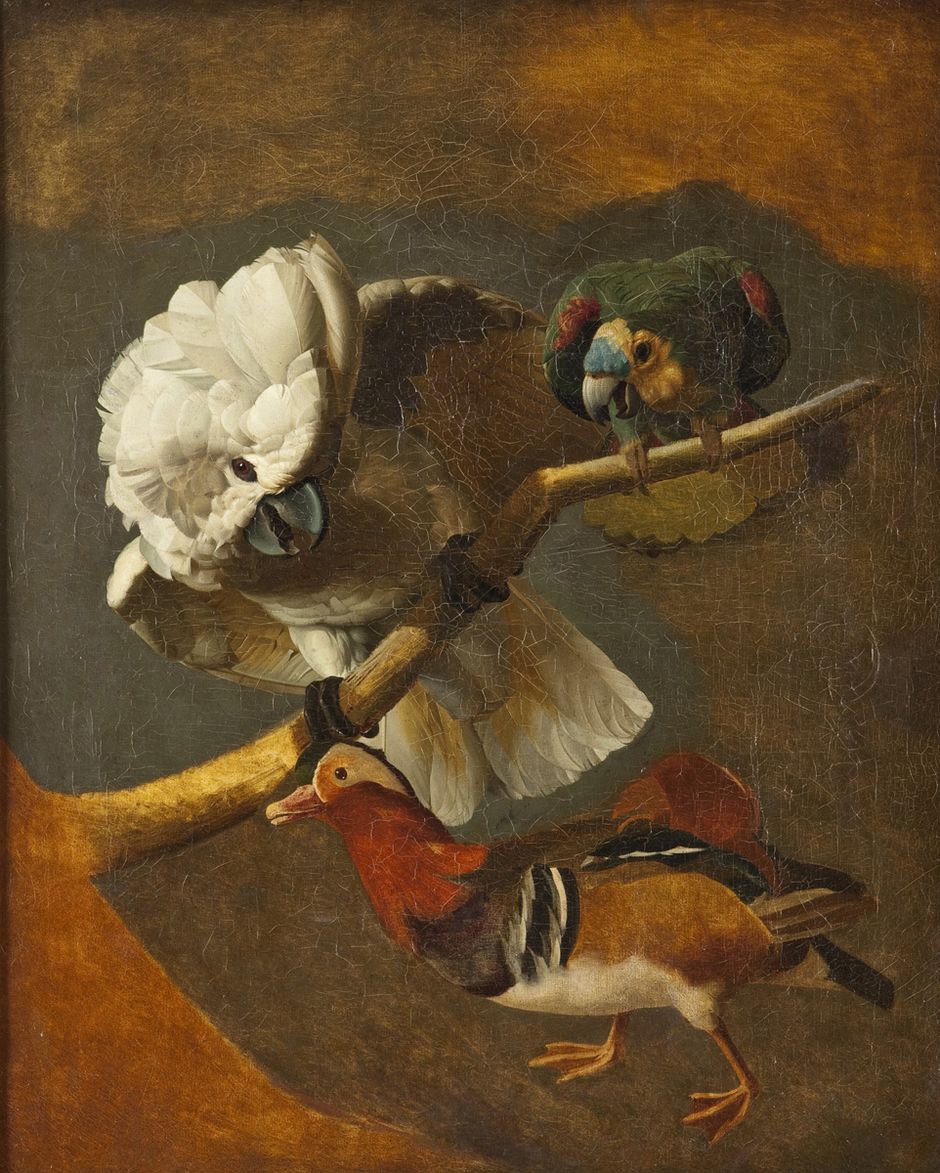 Jacques Barraband (1768-1809) - "Perroquet, cacatoès et canard (étude non terminée)" - Huile sur bois, 71 x 59 cm - musée des beaux-arts de Quimper (Voir légende ci-après)